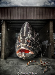 "Cleaning Station" the relationship between shrimp, group... by Conor Culver 